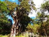 棲蘭神木 Cilan Giant Tree Area